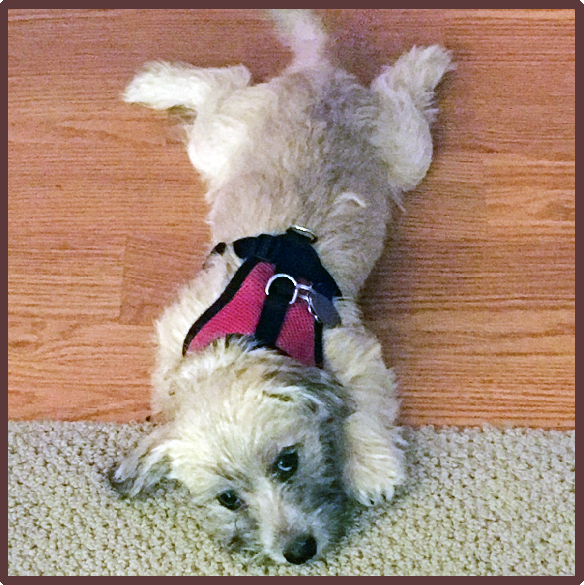 Cooper in CA 3