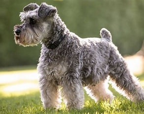 Miniature Schnauzer