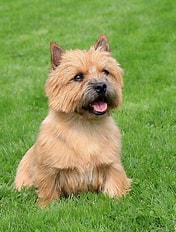 Norwich Terrier