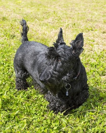 Scottish Terrier