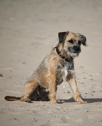 Border Terrier