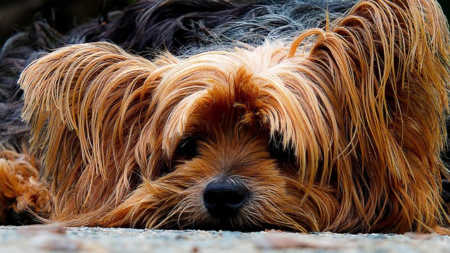 dog-200942_640
