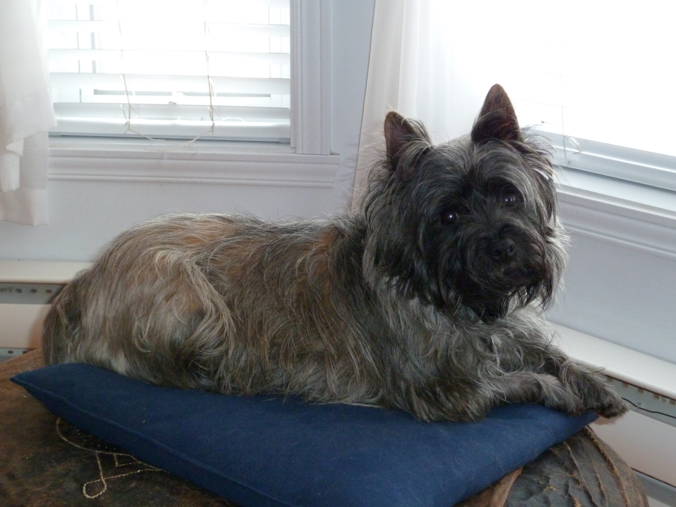 doggy Jerico 4