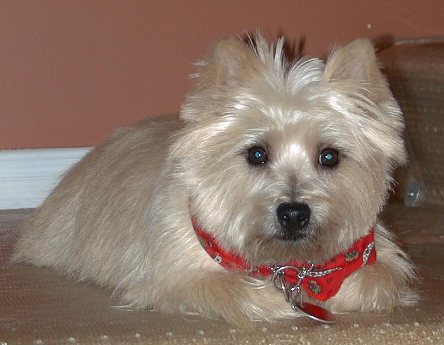 doggy Mozart 2