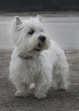 West Highland White Terrier